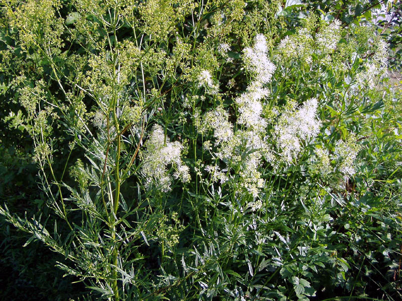 Thalictrum exaltatum Gaudin - Pigamo maggiore